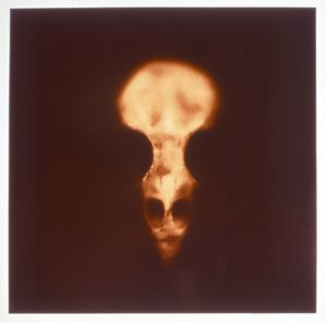 Skull, Species Unknown