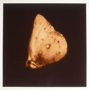 Orange Sulpher Butterfly
